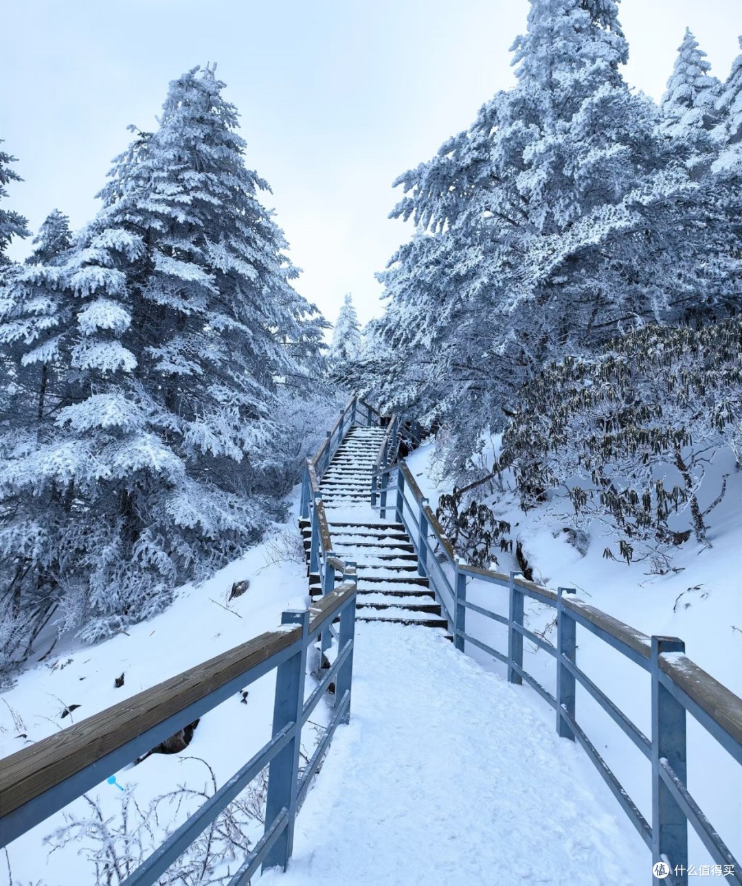 昆明轿子雪山:四季盛景,自然瑰宝