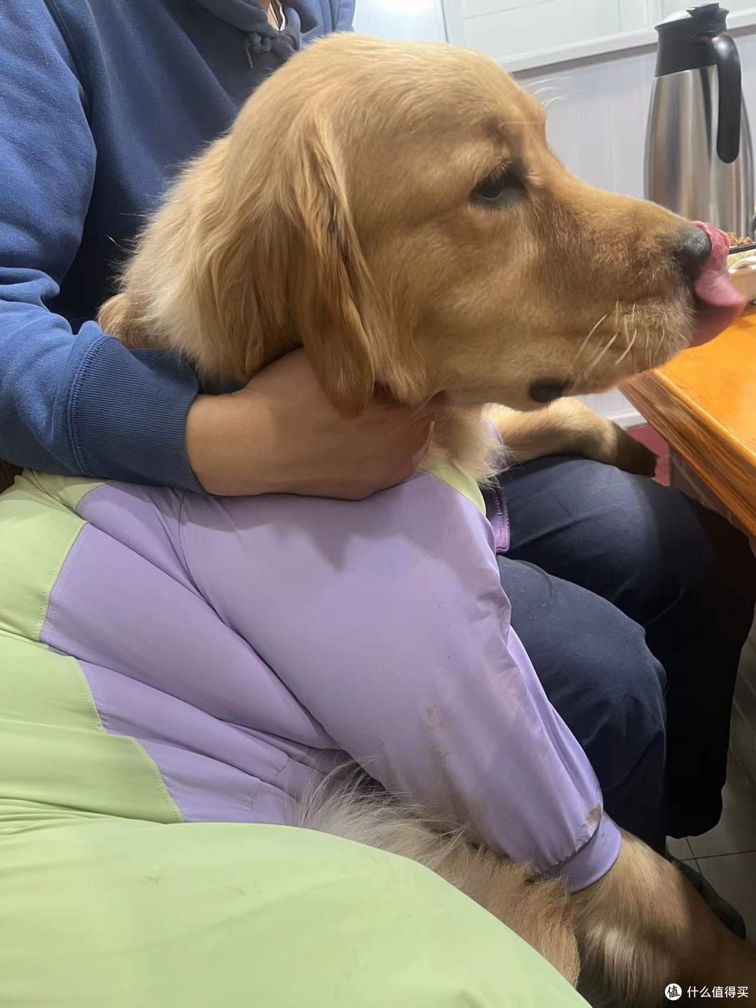 与金毛共赴一场阳光下的美食与探险之旅