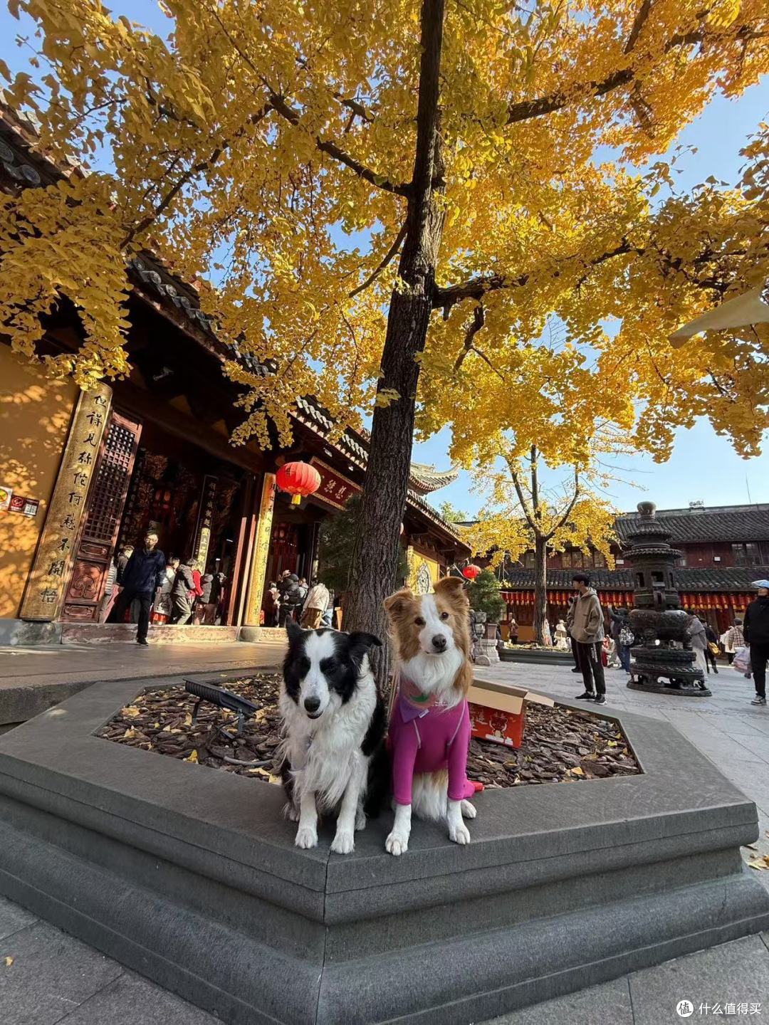 与金毛共赴一场阳光下的美食与探险之旅