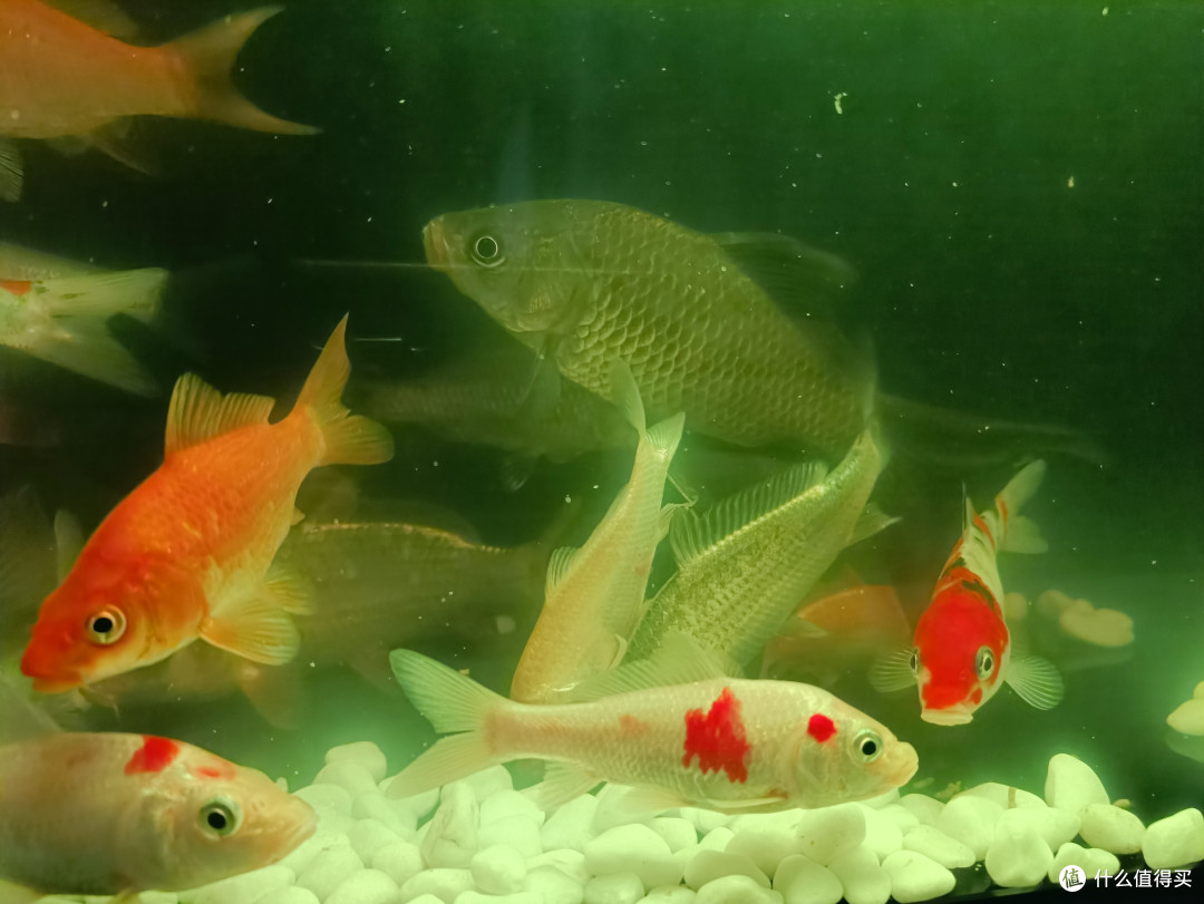 当贝智能鱼缸1 Ultra：高效过滤、智能养鱼，打造完美水族世界