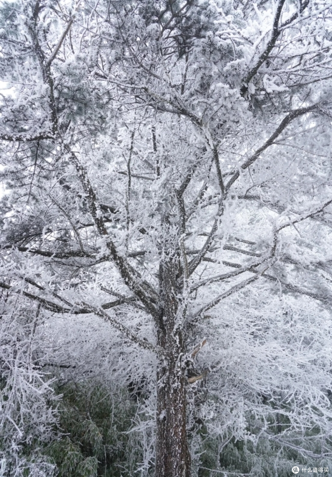 12月下雪爬峨眉山,看这一篇就够了