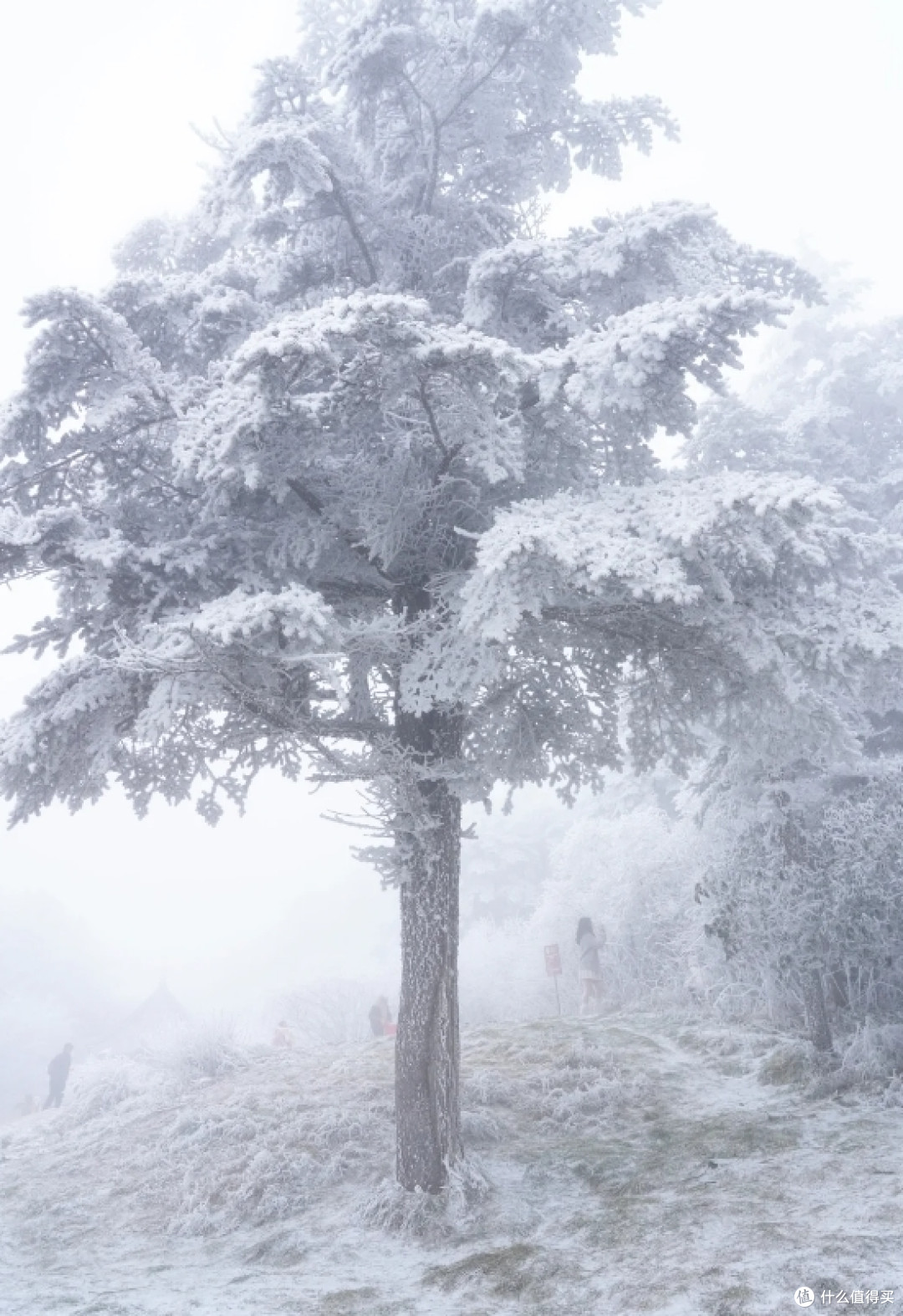 12月下雪爬峨眉山,看这一篇就够了