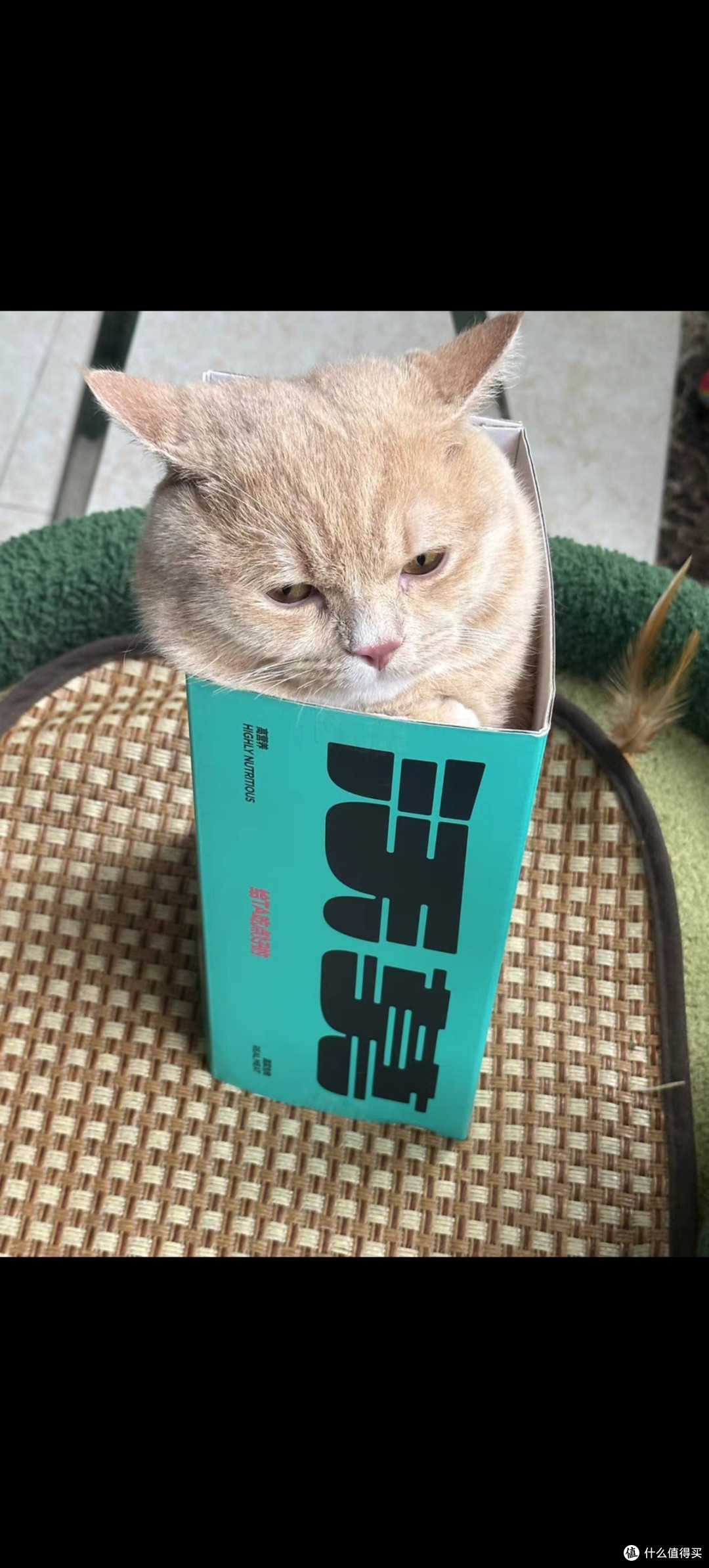 猫咪大变身!新配方猫粮让爱宠更健美