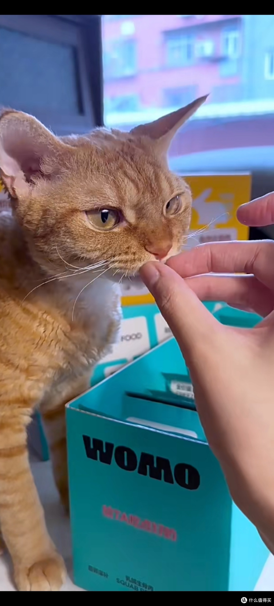 猫咪大变身!新配方猫粮让爱宠更健美