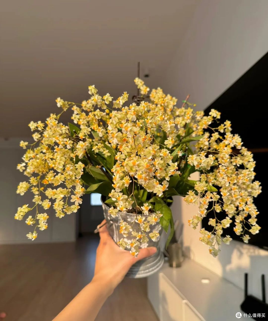 冬天开花的8种“香香花”,客厅摆一盆,好像喷了香水一样