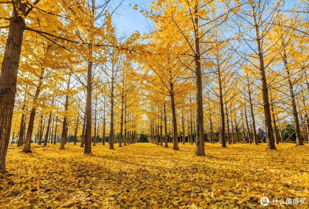 这里的秋天无平替！抓住最后的尾巴，赶紧再玩一趟~