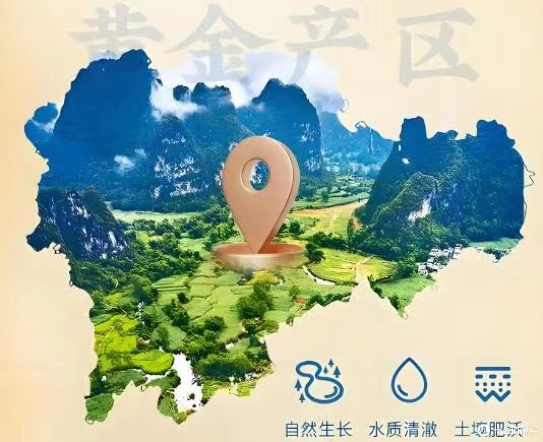惊叹！三七粉功效非凡，那正确食用及一天几次才恰当？