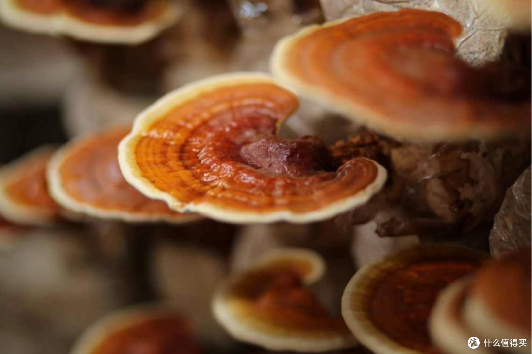 灵芝孢子品牌哪个好一点,灵芝孢子牌子有哪些