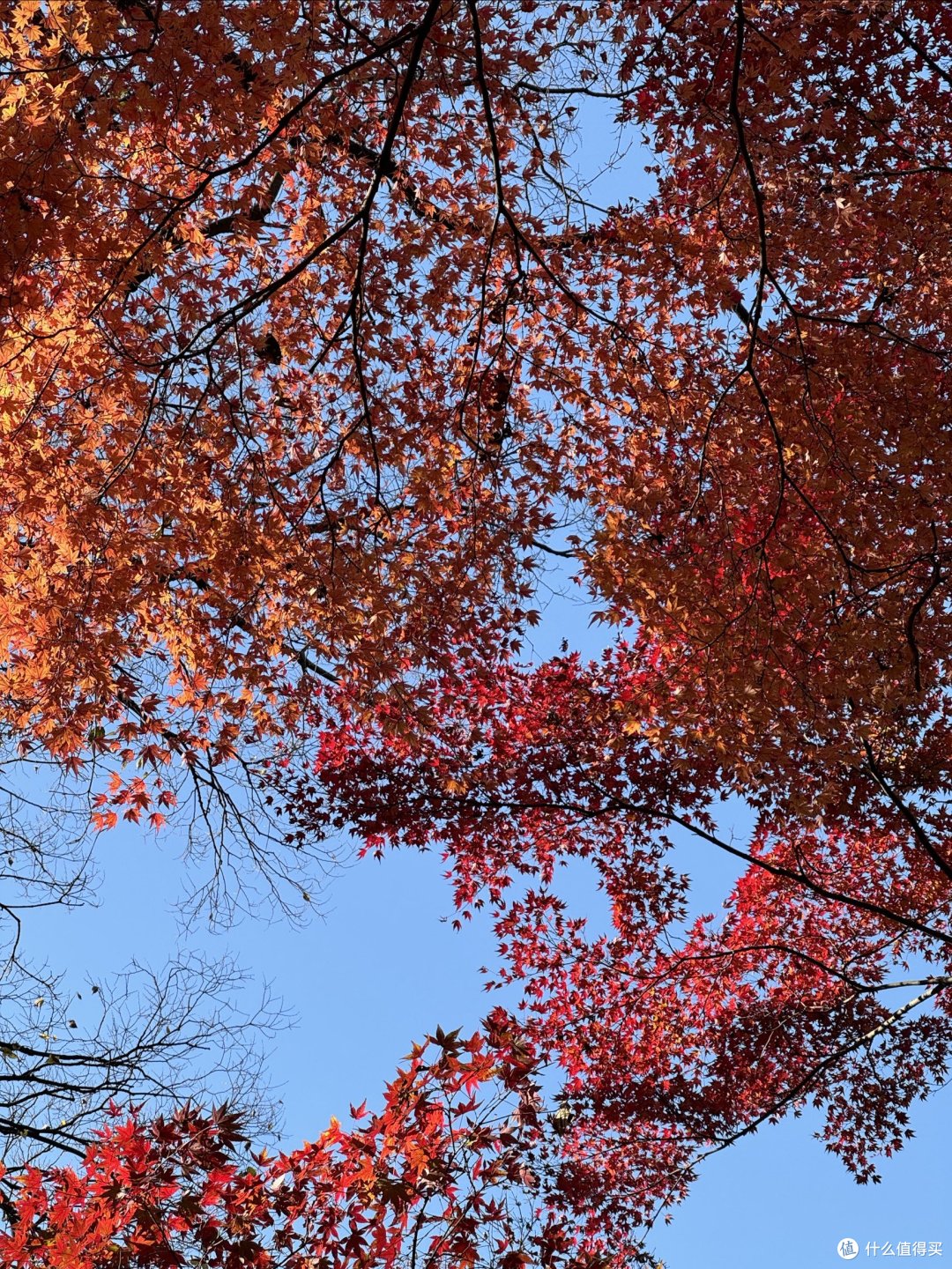 南京｜中山植物园，秋天的童话？