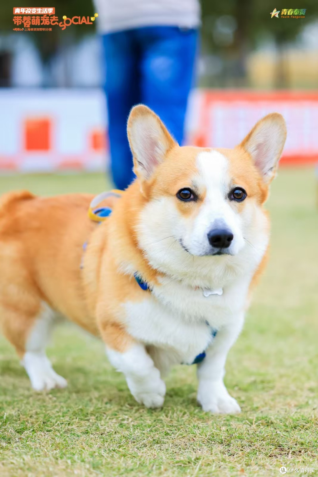 好奇这只柯基犬的故事