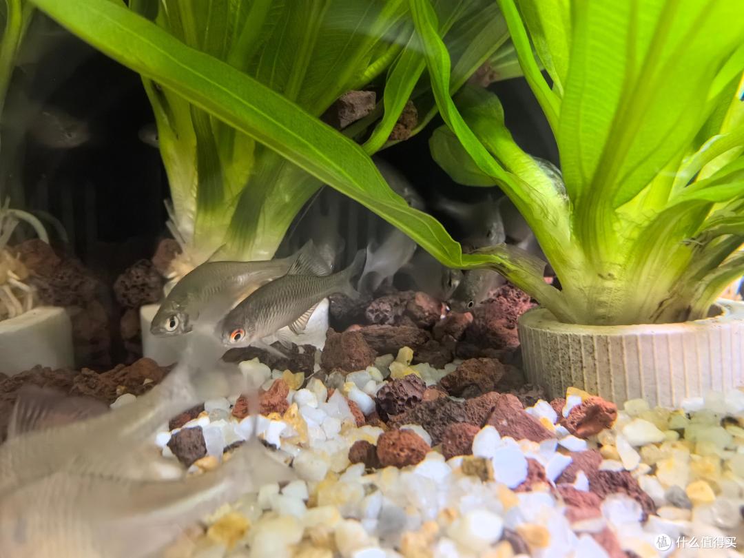 养鱼小白入门级教程!当贝智能鱼缸让养鱼简单起来