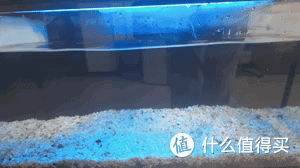 养鱼小白入门级教程!当贝智能鱼缸让养鱼简单起来