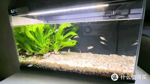 养鱼小白入门级教程!当贝智能鱼缸让养鱼简单起来