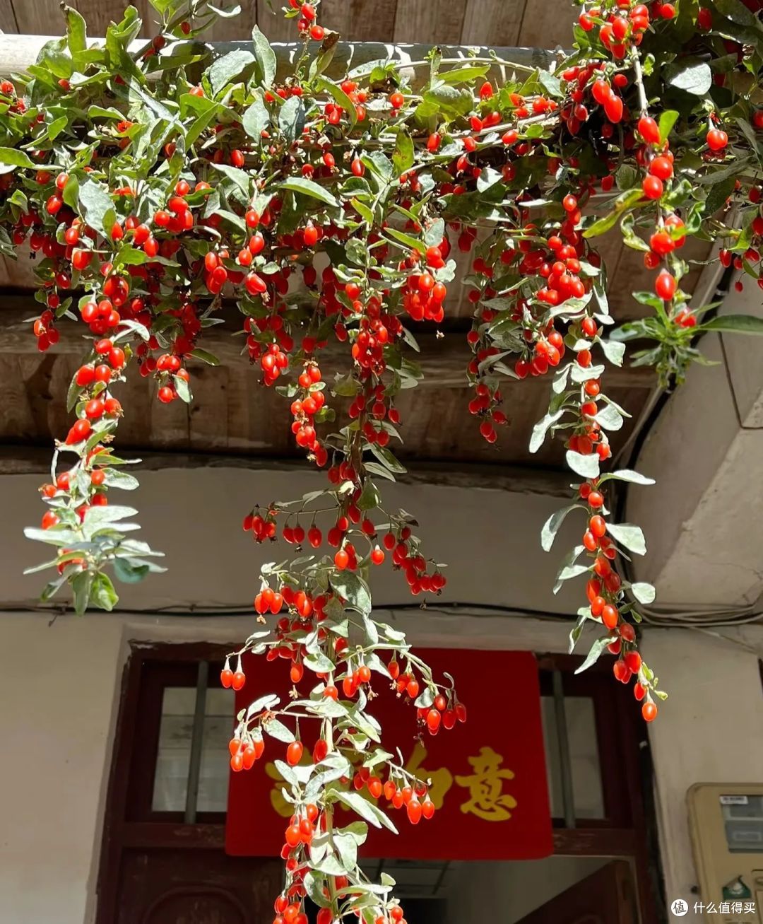 “人养树,树旺人”,这8种树再穷也养一棵,树美人健康!
