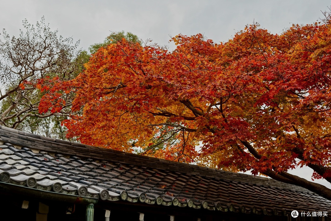 7天6夜京都、奈良、大阪赏枫之旅，超低花费整理