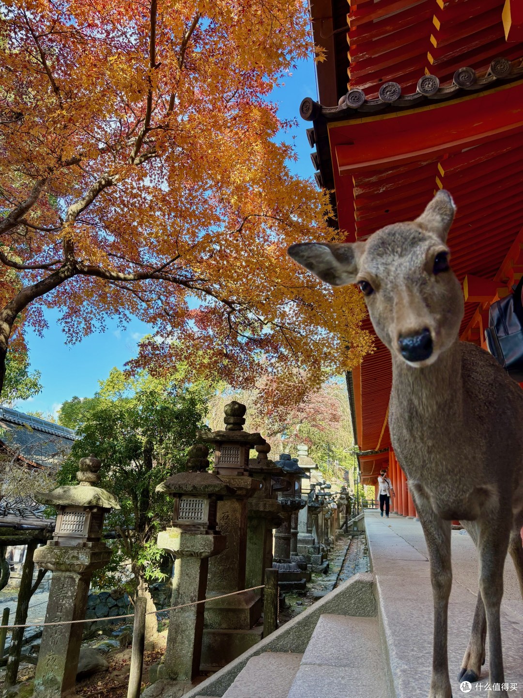 7天6夜京都、奈良、大阪赏枫之旅，超低花费整理