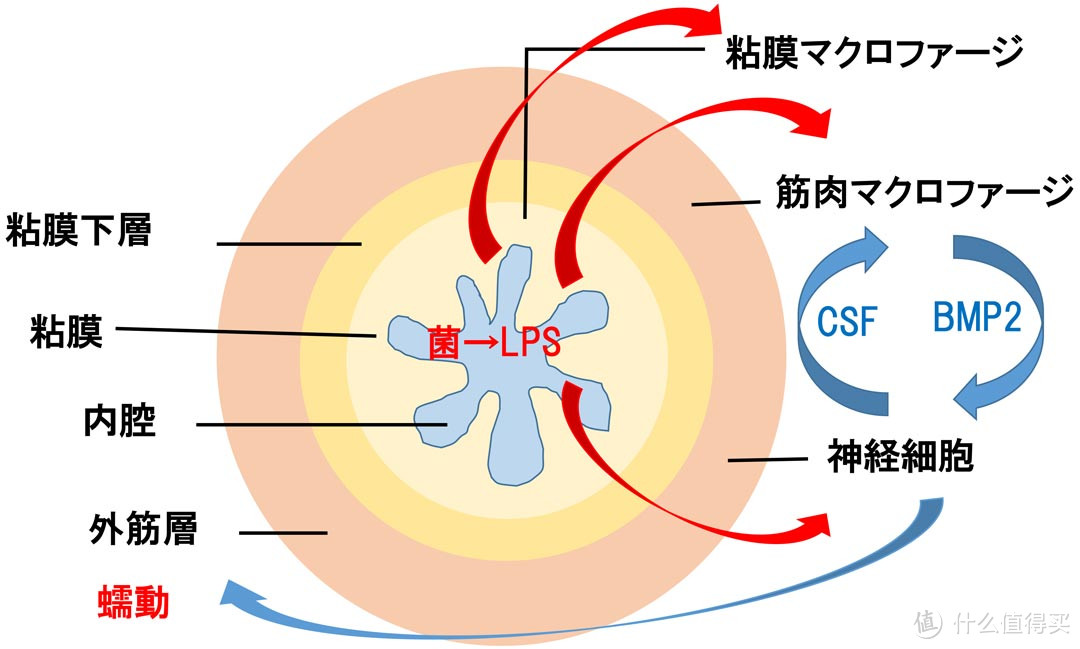 便秘とLPS泛菌糖脂质