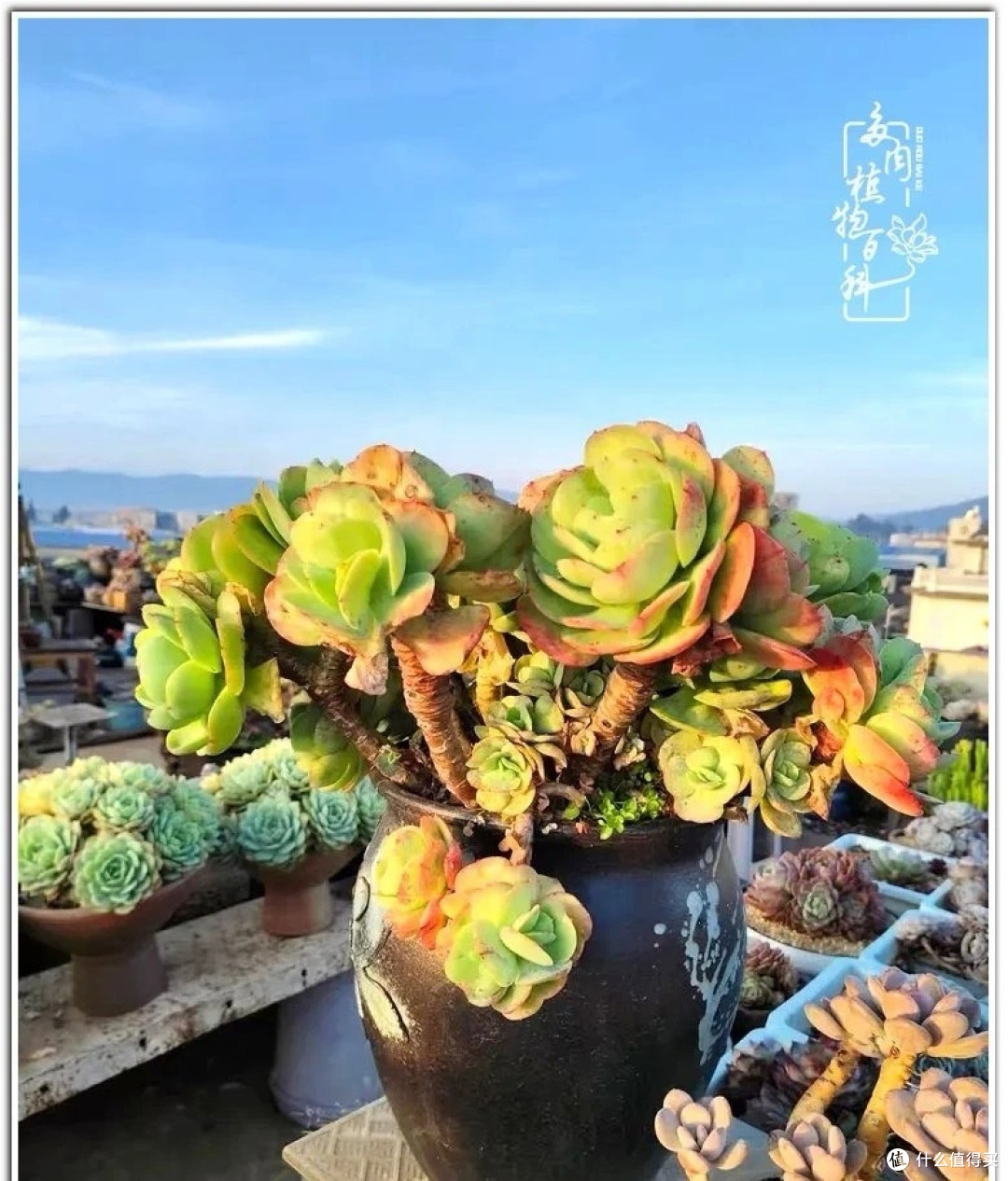 养多肉,可以磨炼自己的意志!