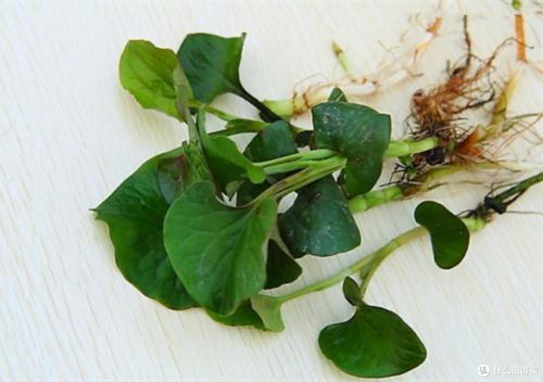 难吃却又很养人的 4 种食物，你吃过几种？