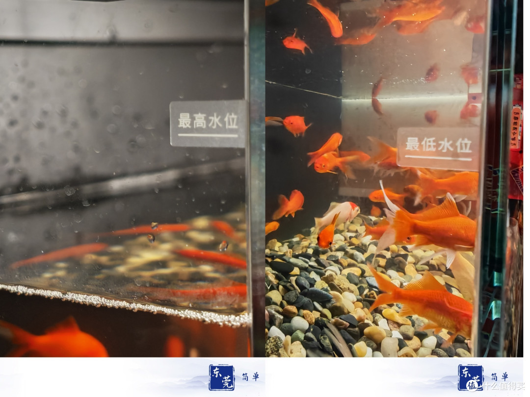 当贝智能鱼缸1Ultra：为生活添一抹生态绿意