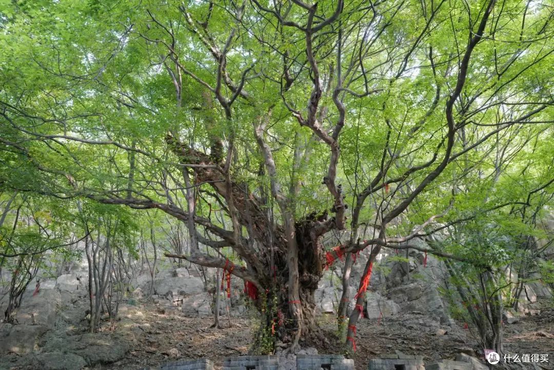 二十块钱DIY一趟绿皮之旅,你真的不心动吗