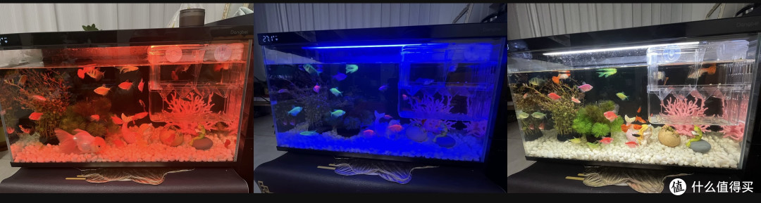 当贝智能鱼缸1Ultra真的满足了“新手养鱼”的所有需求!!!