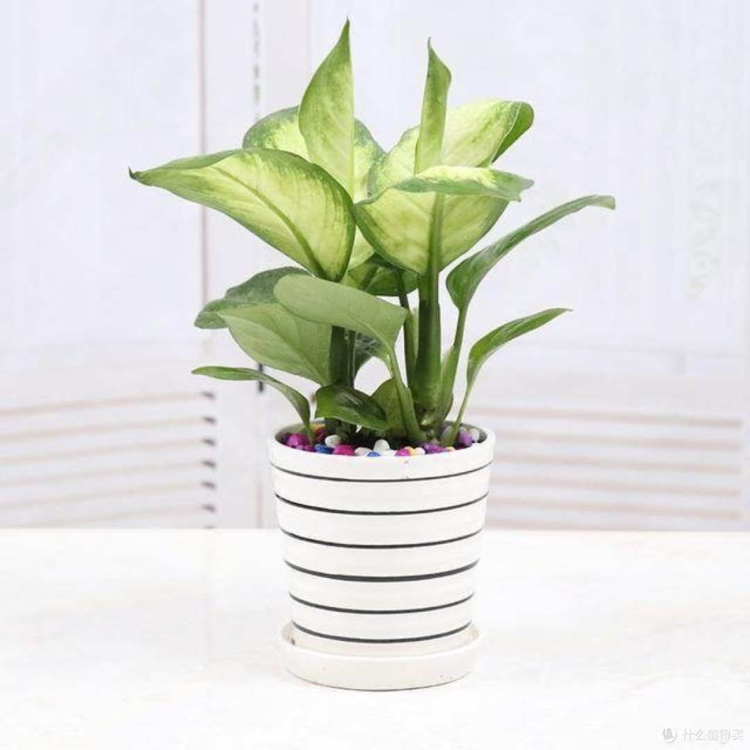 绿植花卉养护秘籍:解锁植物茂盛生长的通用技巧