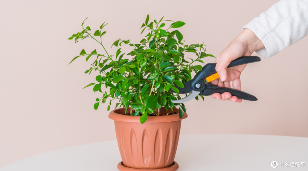 绿植花卉养护秘籍:解锁植物茂盛生长的通用技巧