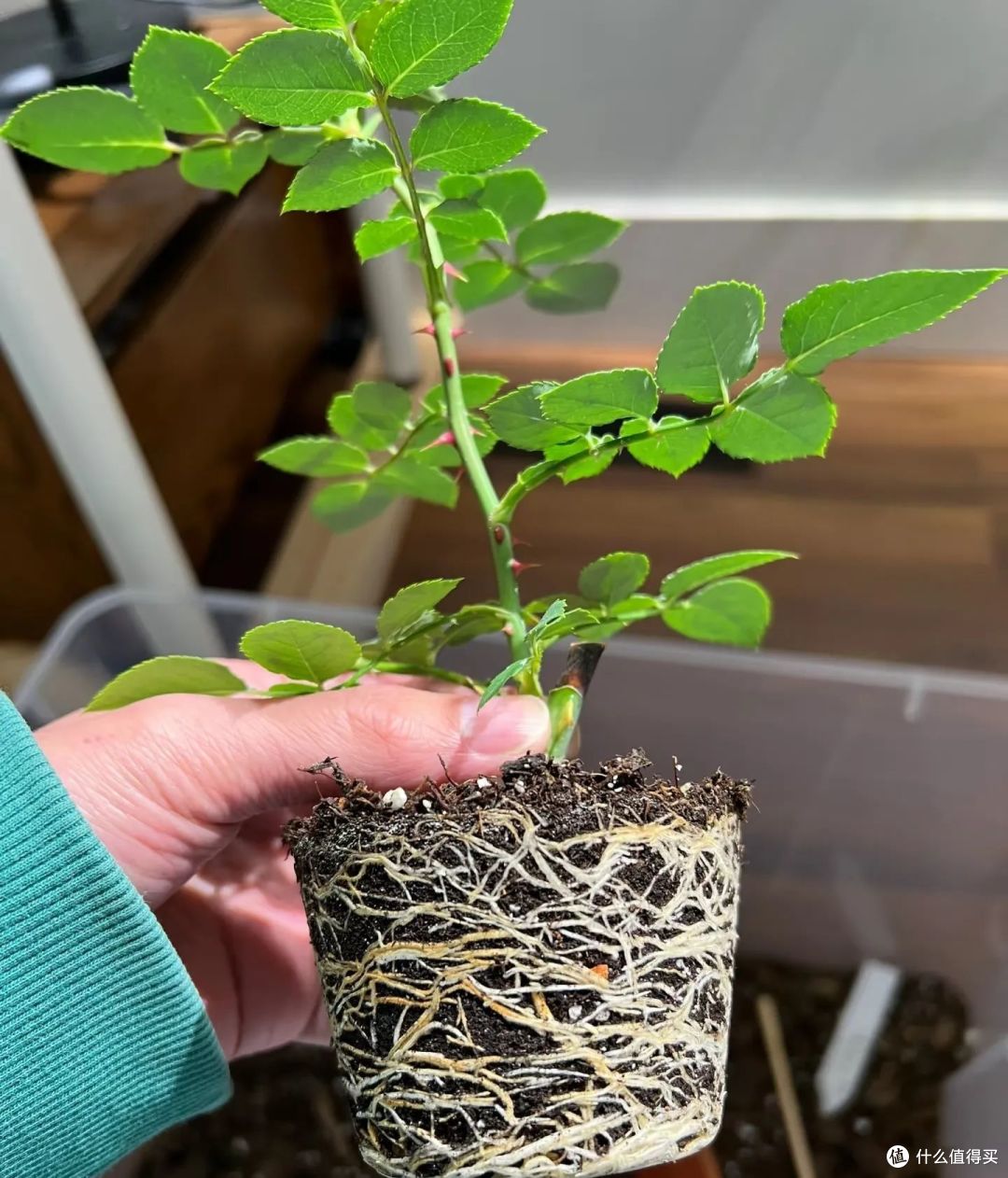 9种花元旦前后快扦插，插土救活，明年花开满阳台！