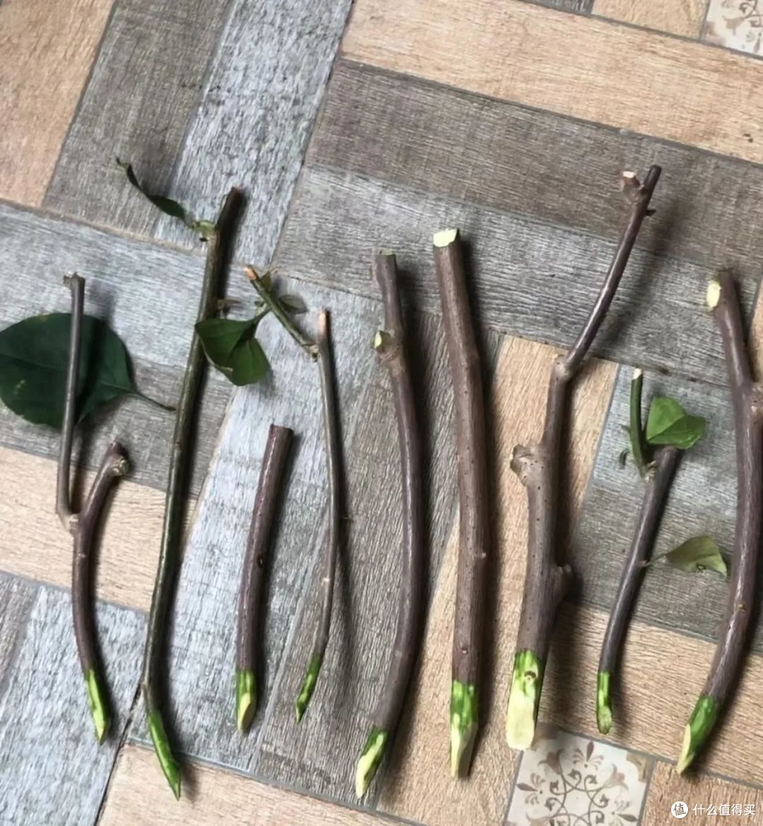 9种花元旦前后快扦插，插土救活，明年花开满阳台！
