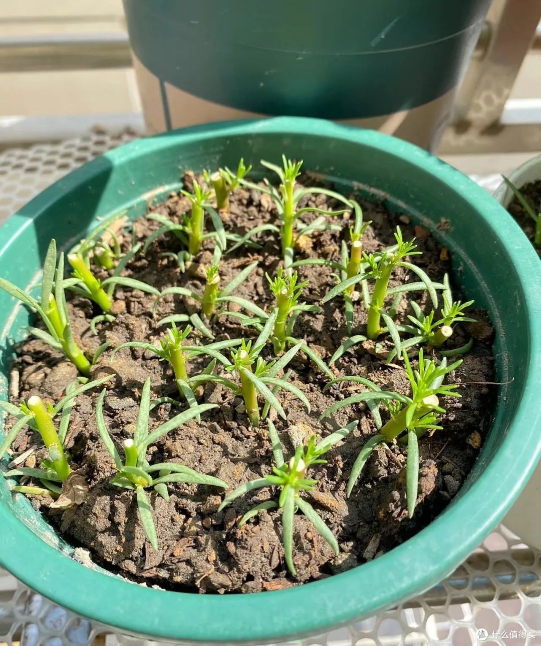 9种花元旦前后快扦插，插土救活，明年花开满阳台！
