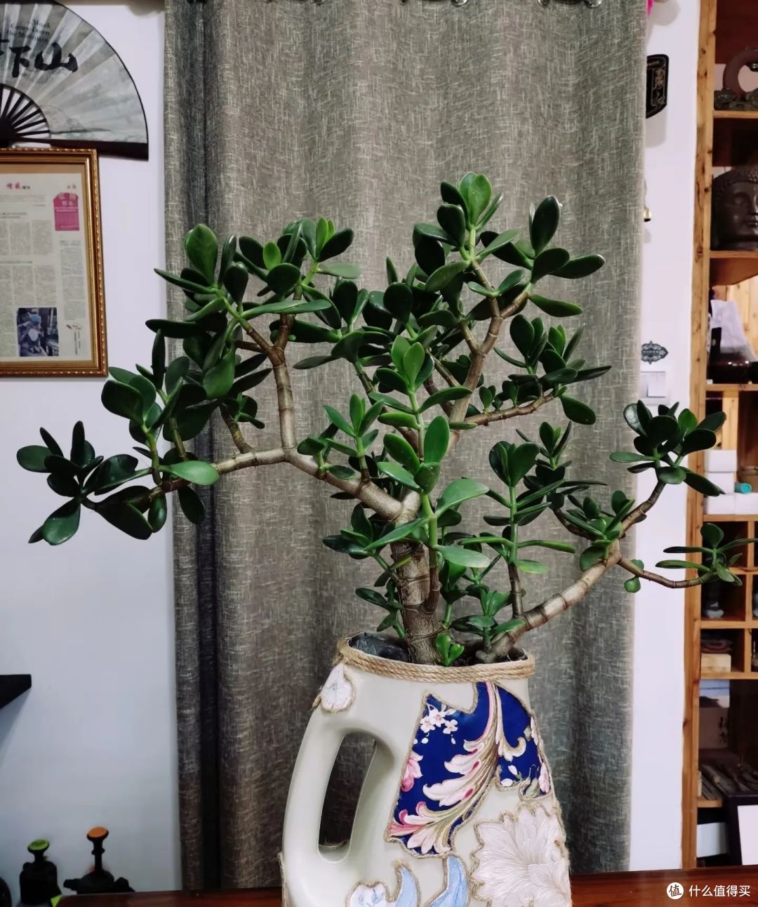 9种花元旦前后快扦插，插土救活，明年花开满阳台！