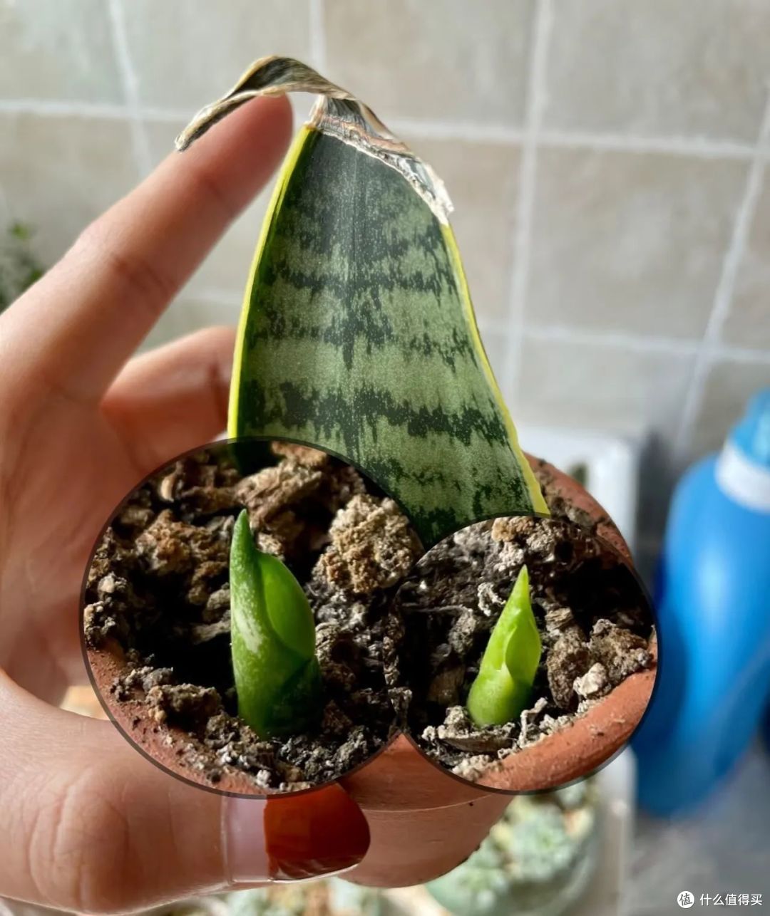 9种花元旦前后快扦插，插土救活，明年花开满阳台！