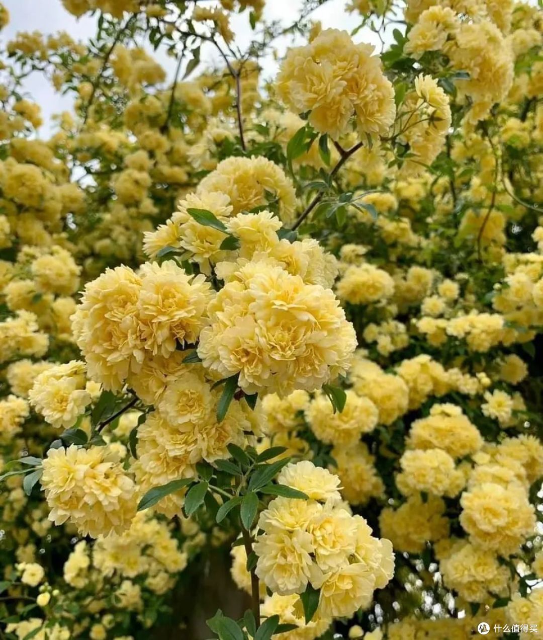 9种花元旦前后快扦插，插土救活，明年花开满阳台！