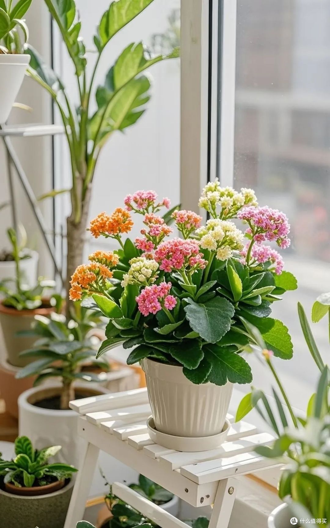 9种花元旦前后快扦插，插土救活，明年花开满阳台！