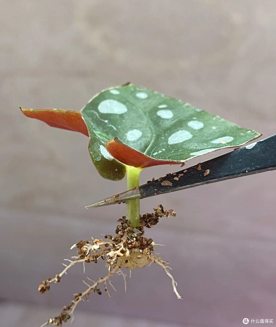 9种花元旦前后快扦插，插土救活，明年花开满阳台！
