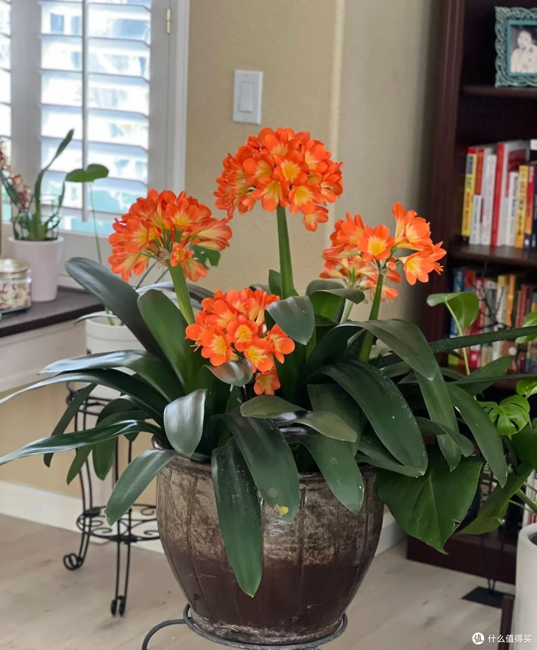 “家养5花,十宅九发”,5种花随便养一盆,成为家中“镇宅花”!