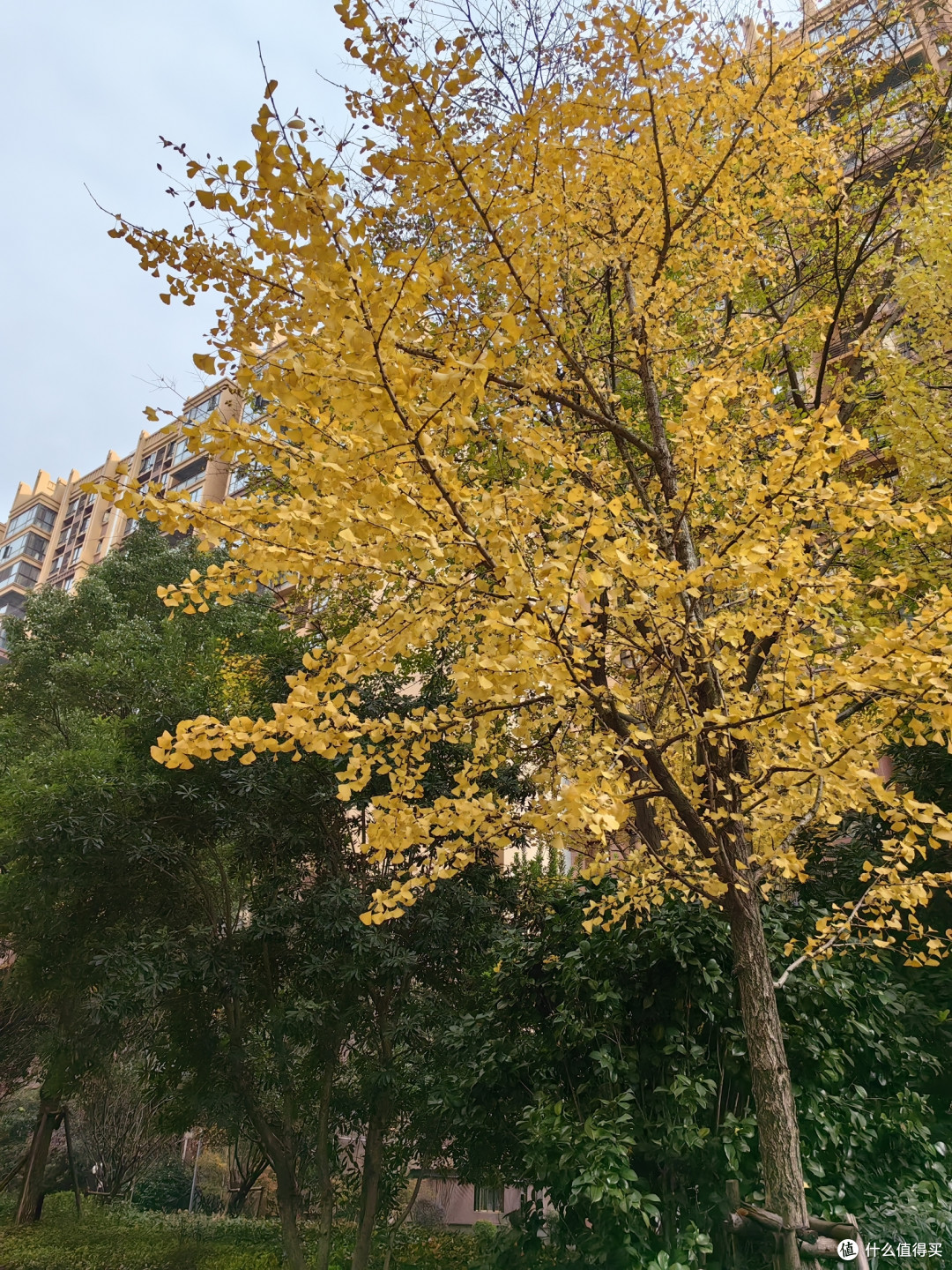 黄了银杏，红了枫叶🍁，冬日限定美景
