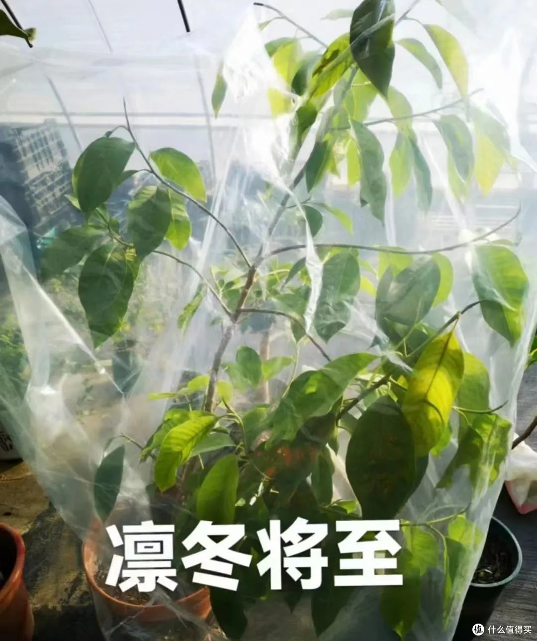 这10个不要钱的养花智慧,就算借我个脑袋,我也想不出来啊!