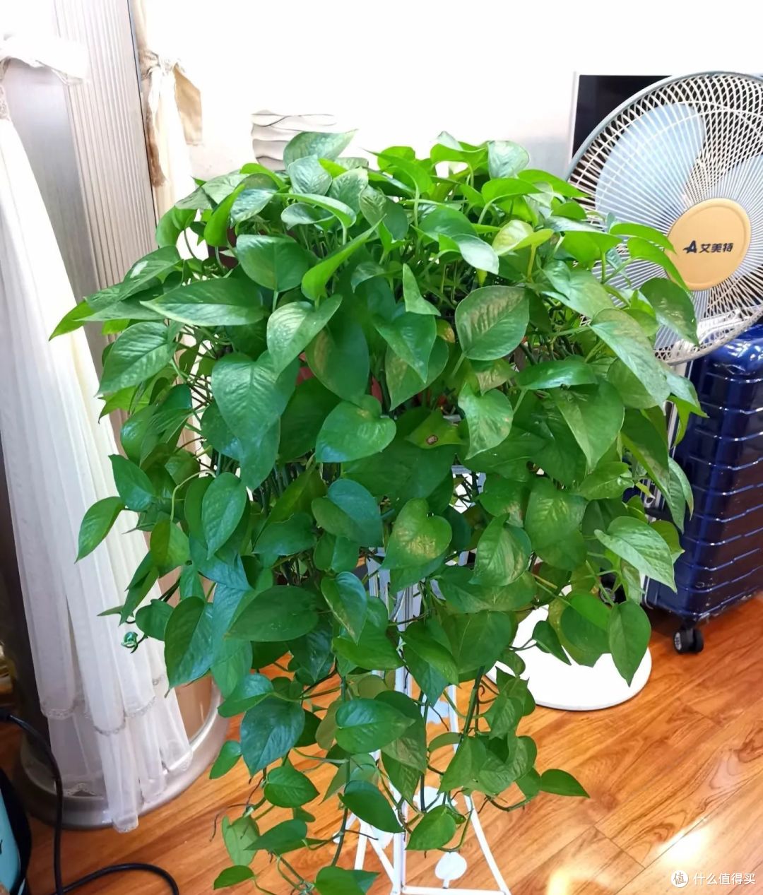 以前很流行，如今却被嫌弃的8种花，看谁还再乱跟风养？