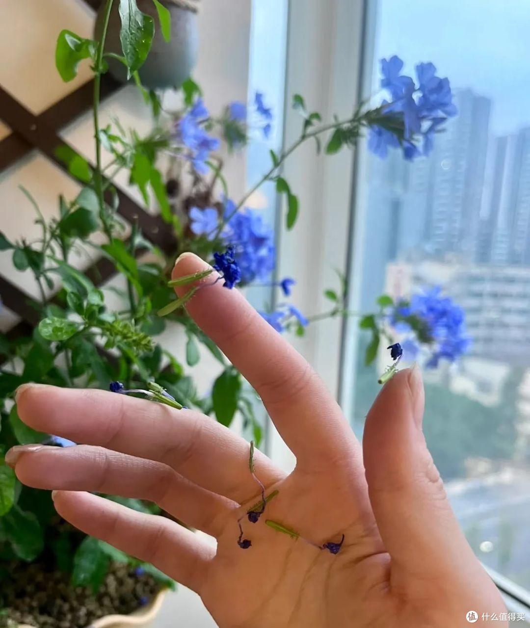 以前很流行，如今却被嫌弃的8种花，看谁还再乱跟风养？