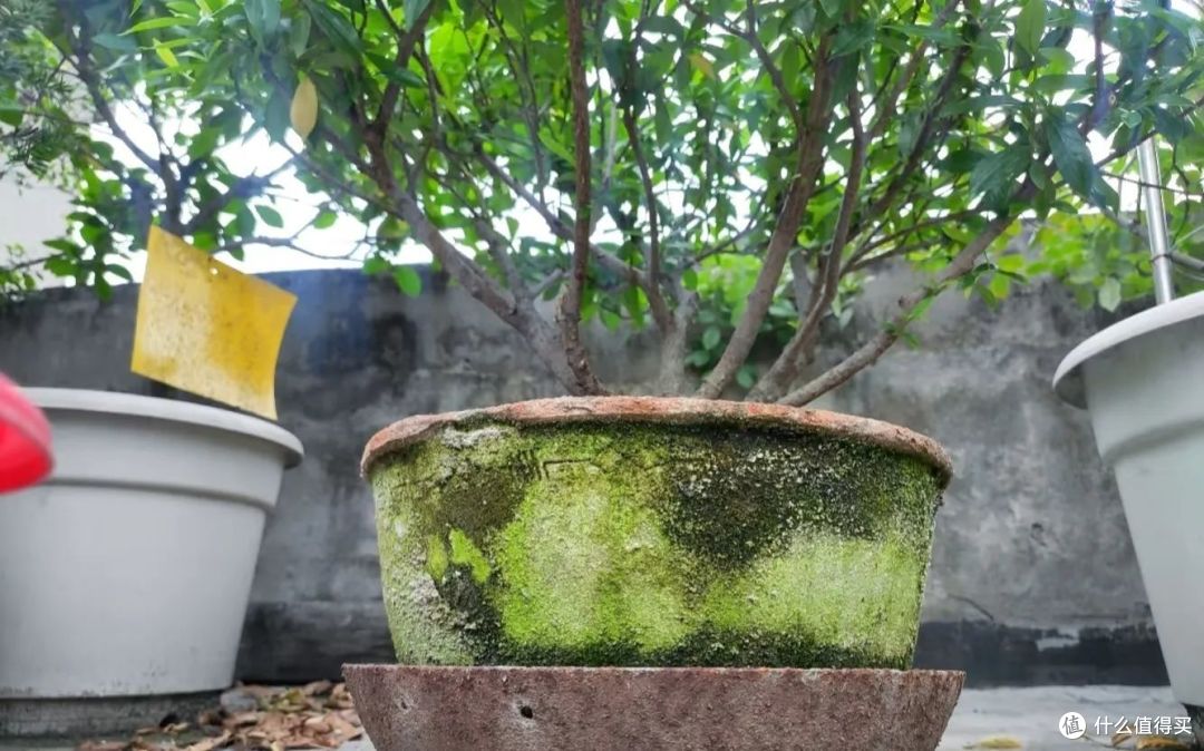5种花“最爱”换盆,一换就“猛长、冒花苞”,越长越旺!