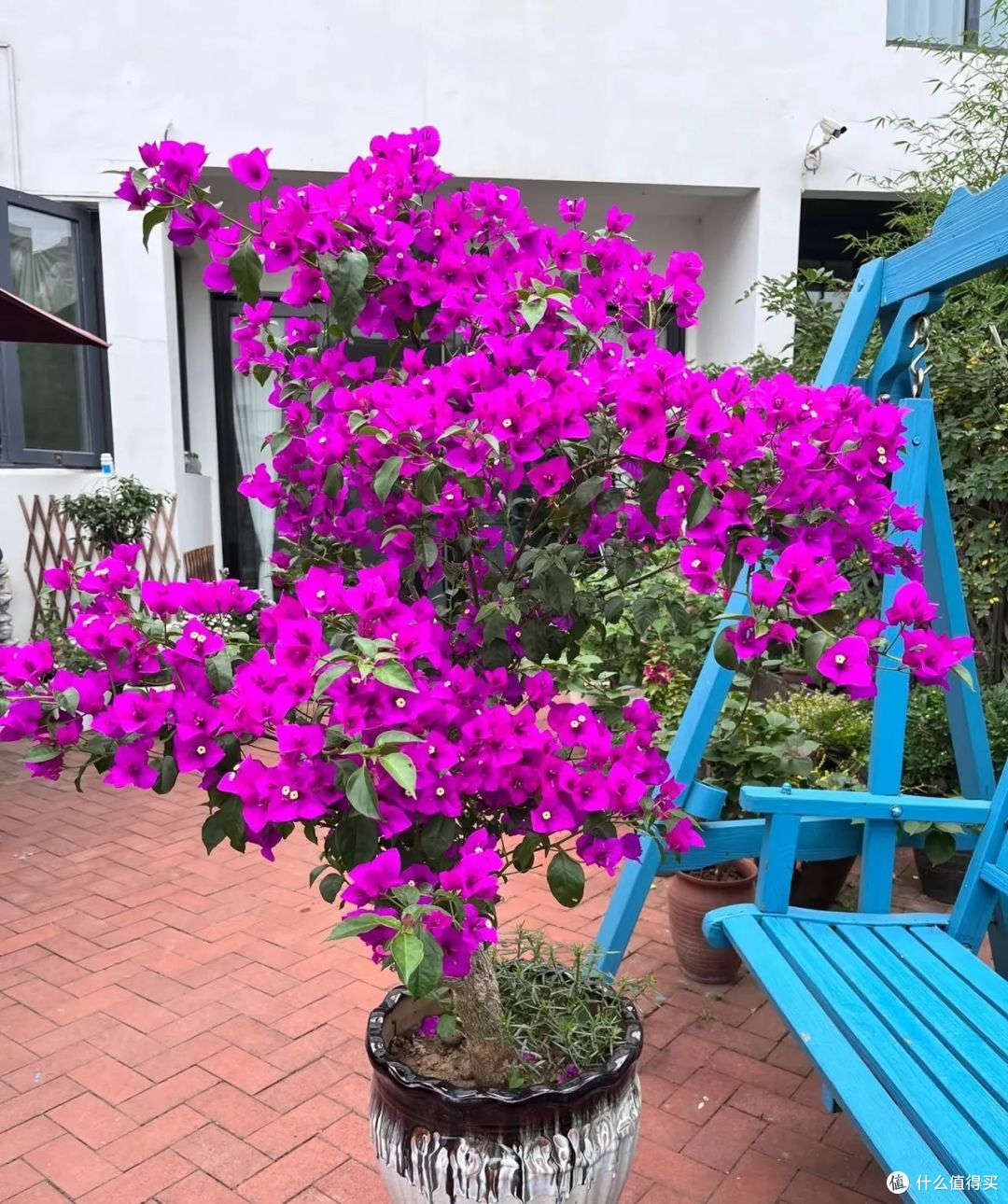 5种花“最爱”换盆,一换就“猛长、冒花苞”,越长越旺!