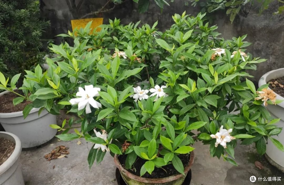 5种花“最爱”换盆,一换就“猛长、冒花苞”,越长越旺!