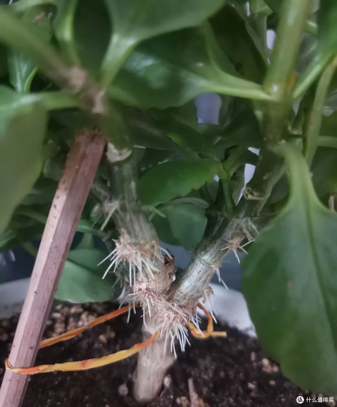 5种花“最爱”换盆,一换就“猛长、冒花苞”,越长越旺!