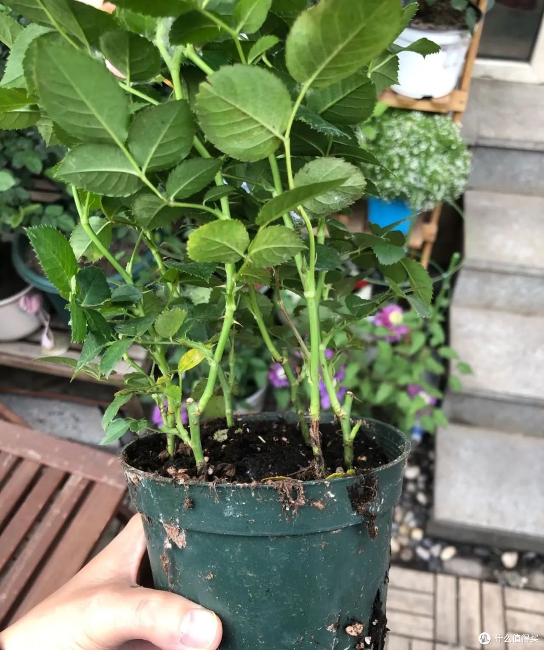 5种花“最爱”换盆,一换就“猛长、冒花苞”,越长越旺!