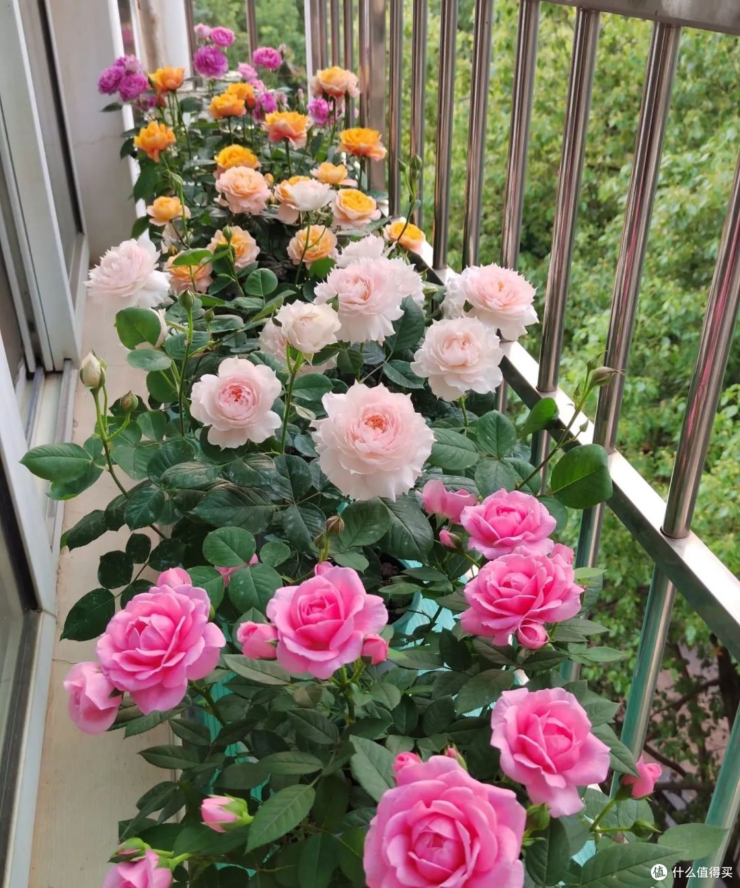5种花“最爱”换盆,一换就“猛长、冒花苞”,越长越旺!