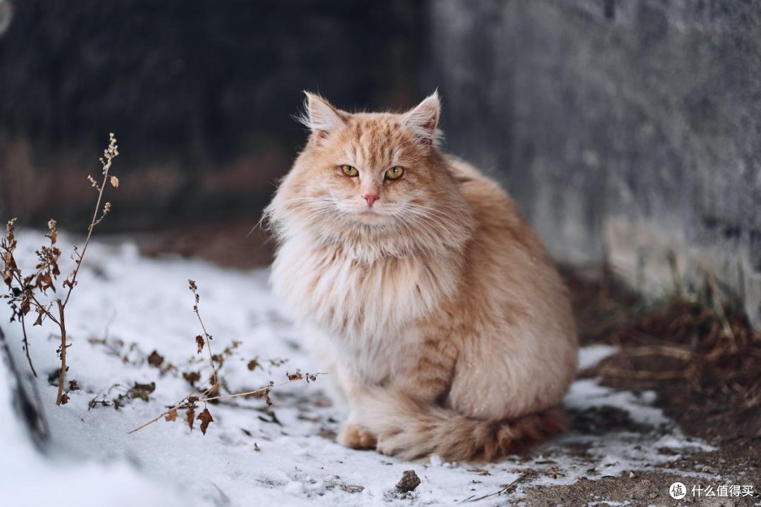 鼻炎患者想养猫,宠物空气净化器有用吗?哪款除毛效果好?