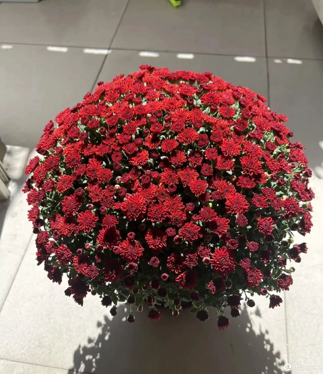 元旦前,再不“剃头”8种花“就晚了”,越剪越旺