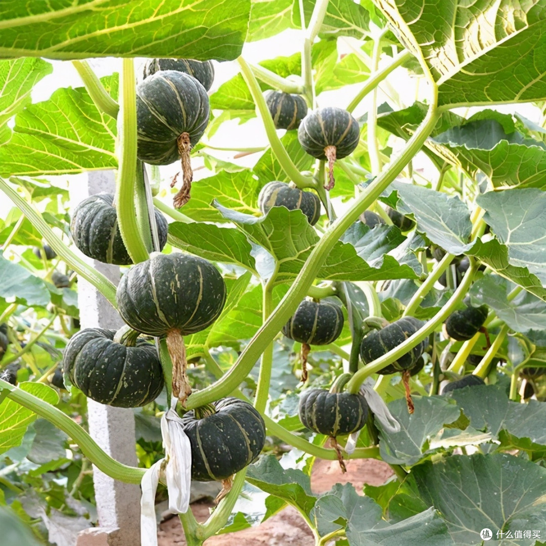冬天宝藏主食：护眼、护肤、热量还很低！